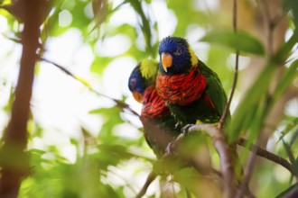 Parrot, colorful, all-color lory, Trichoglossus haematodus
