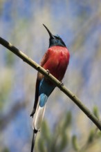 Bee-eater, Scarlet Bee-Eater, Merops nubicus nubicus