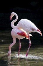 Pink flamingos, Phoenicopterus ruber-roseus