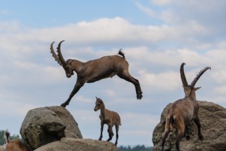 A male ibex (Capra ibex) jumps from rock to rock. A blue sky with clouds can be seen in the