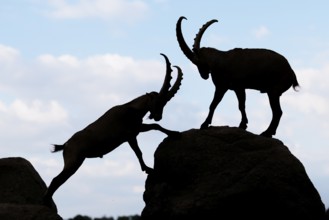 Two male ibexes (Capra ibex) stand facing each other on a rock and playfully fight with each other.