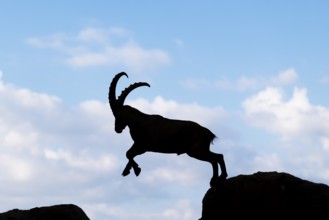 A male ibex (Capra ibex) jumps from rock to rock. Silhouette against a blue sky with clouds.