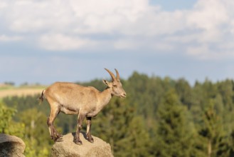 A female ibex (Capra ibex) stands on a rock on a sunny day. A blue sky with clouds and a forest can