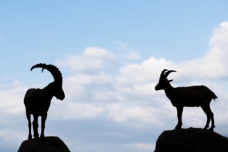 A male and female ibex (Capra ibex) stand facing each other on separate rocks. Silhouette against