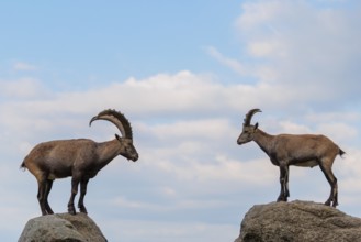 A male and female ibex (Capra ibex) stand facing each other on separate rocks. A blue sky with