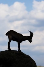 A male ibex (Capra ibex) stands on a rock. Silhouette against a blue sky with clouds. Carinthia,