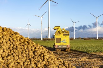 Sugar beet harvest, with an automatic, digitized, Ropa Tiger S6 sugar beet harvester, near