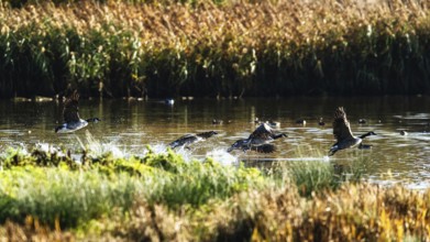 Canada Goose, Branta Canadensis, birds in flight over marshes