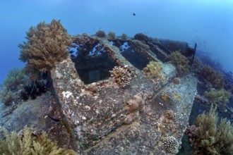 Deck, overgrown with various corals, SS Turkia, British, steamship, sunk 17.05.1941, Second World