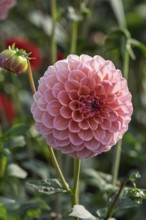 Dahlias (Dahlia), MÃ¼nsterland, North Rhine-Westphalia, Germany
