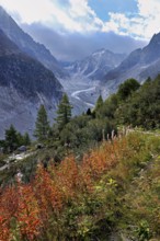 A group of autumn-colored narrow-leaved willow herbs (Epilobium angustifolium), behind the glacial