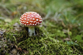 Poisonous toadstool (Amanita muscaria), in meadow, Chamonix, France