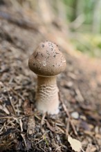 Edible giant umbrella mushroom (Macrolepiota procera), on forest floor, Chamonix, France