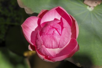 Lotus bud, Nelumbo nucifera, Bali, Indonesia