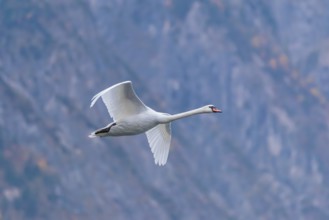 A mute swan (Cygnus olor) flies over a lake. In the background, a mountain forest can be seen in