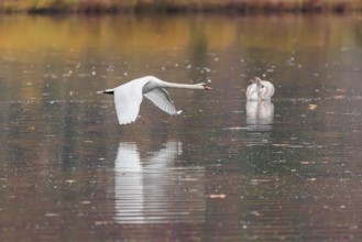 A mute swan (Cygnus olor) flies over a lake. A forest in autumn colors is reflected in the water.