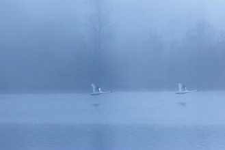 Two mute swans (Cygnus olor) fly over a lake on a cold and foggy morning. In the background, a