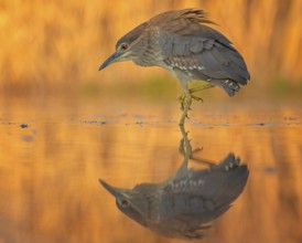 Night heron (Nycticorax nycticorax) young bird hunting in reeds, fishing, sunrise, shallow water