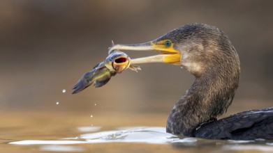 Cormorant (Phalacrocorax carbo) with catfish as prey, hunting, fishing, successful, black dwarf
