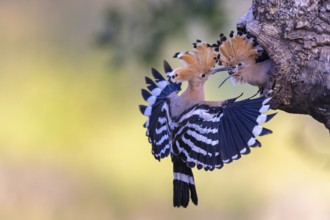 Hoopoe (Upupa epops) bird of the year 2022, male with food, prey, foraging, food for the young