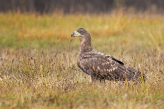 White-tailed eagle (Haliaeetus albicilla) young bird hunting, foraging on the ground, hunting,
