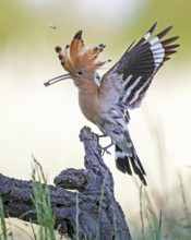 Hoopoe (Upupa epops) bird of the year 2022, male with food for the female or young birds, bridal