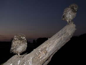 Little owl (Athene noctua), young stone owls sitting at twilight, North Rhine-Westphalia, Germany
