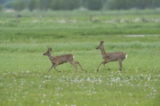 Deer (Capreolus capreolus) roebuck in meadow terrain, changes winter to summer fur, North