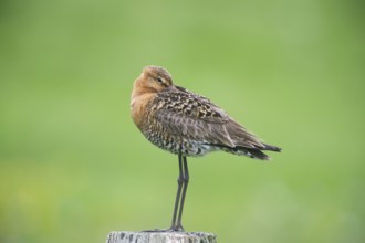 Black-tailed gown (Limosa limosa), in a meadow post in the meadow area, Lower Saxony, Germany