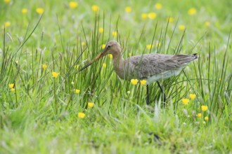 Black-tailed gown (Limosa limosa) looking for food in meadows, Lower Saxony, Germany