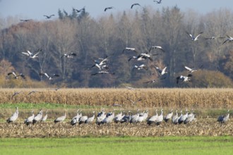 Cranes (grus grus) while resting on the southward train looking for food in a harvested corn field,