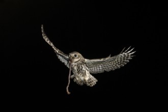 Little owl (Athene noctua), approaching the brood cave with earthworm, North Rhine-Westphalia,