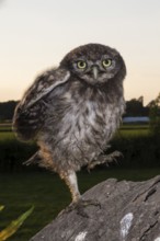Little owl (Athene noctua), Young little owl sitting down, North Rhine-Westphalia, Germany