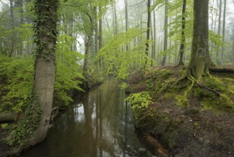 Red beech forest (Fagus sylvatica) and stream in spring, North Rhine-Westphalia, Germany