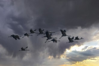 Cranes (grus grus) moving south, North Rhine-Westphalia, Germany