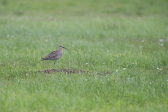Large curlew (Numenius arquata) in the meadow area, North Rhine-Westphalia, Germany