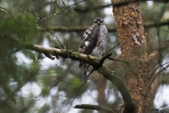 Sparrowhawk (Accipiter nisus) female sitting near the nest, North Rhine-Westphalia, Germany