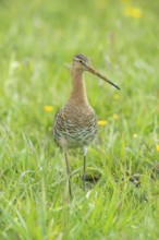 Black-tailed gown (Limosa limosa) looking for food in meadows, Lower Saxony, Germany
