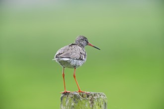 Redshank (Tringa totanus) on a meadow stake, Lower Saxony, Germany