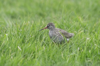 Redshank (Tringa totanus) looking for food in the meadow, Lower Saxony, Germany