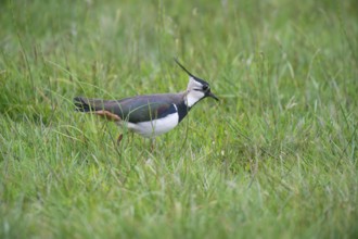 Lapwing (vanellus vanellus) looking for food in the meadow, Lower Saxony, Germany