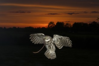 Little owl (Athene noctua), stone owl with earthworm approaching the brood cave at dusk, North