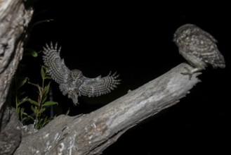 Little owl (Athene noctua), stone owl with mouse approaching the young bird, North