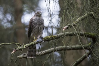 Sparrowhawk (Accipiter nisus) female with prey at the sitting room near the nest, North