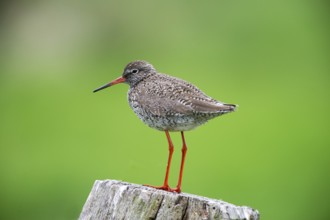 Redshank (Tringa totanus) on a stake in the meadow area, Lower Saxony, Germany