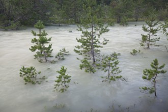 The Isar carries floods between Lake Sylvenstein and Lenggries. Trees and pines sink in the