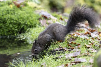 Squirrel (Sciurus vulgaris), Emsland, Lower Saxony, Germany