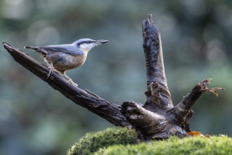 Nuthatch (Sitta europaea), Emsland, Lower Saxony, Germany