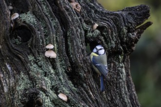Blue tit (Parus caerulea), Emsland, Lower Saxony, Germany