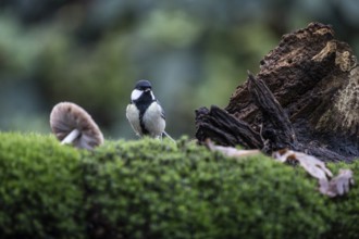 Great tit (Parus major), Emsland, Lower Saxony, Germany